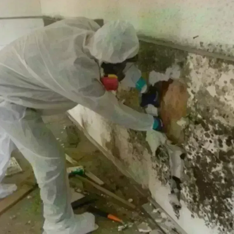 Best Mold Remediation and Removal Service in Danbury, NH